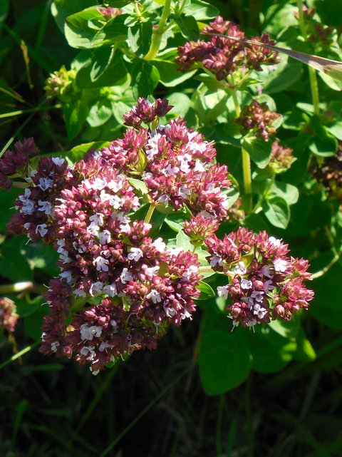 oregano flowers, 2019